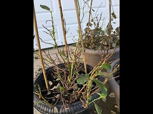 Mandevilla and preparing for Spring Planting.