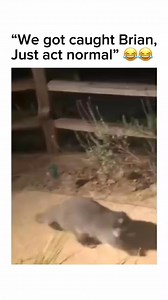 That’s not normal 😅😂🤣 #LikeFollowShare #followformore | Dankmemesdaily.zm