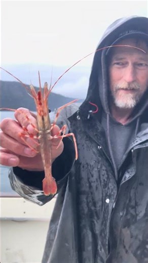 Prince William Sound Alaska, Shrimp