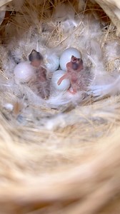 380K views · 7.7K reactions | Mini vlog Mutation zebra finch eggs hatched | Birds Lover | Facebook