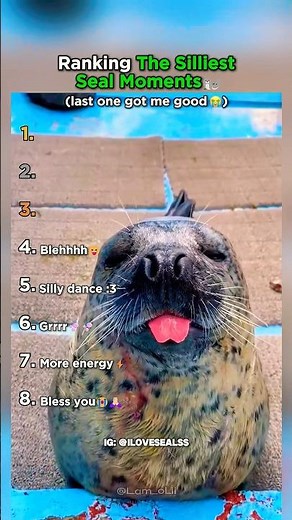 Ranking the Silliest Seal Moments!