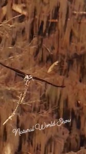 7.6K views · 94 reactions | Is time to build a nest for it's young generation. And the natural environment is the best for them. Protect our forest for our wildlife! #animals #animallover #wildlife #wildlifephotography #nature #naturelovers #naturephotography Natural World 푭풐풍풍풐풘풆풓풔. | Natural World | Facebook