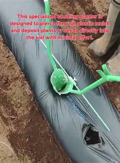 Efficient Manual Seedling Planter for Plastic Mulch Farming | Agriculture Technology