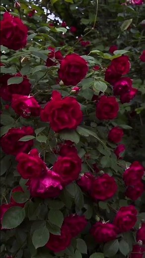 Gorgeous Red Roses in Full Bloom 🌹 Stunning Romantic Flowers #Shorts