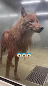 The Red Wolf's Mutation Effects are on another level Look at its ribs it has small holes 👀🤯. #warewolf #mutation #creepy #wildlife #wolf #dog #facebookreels | Bio Realm