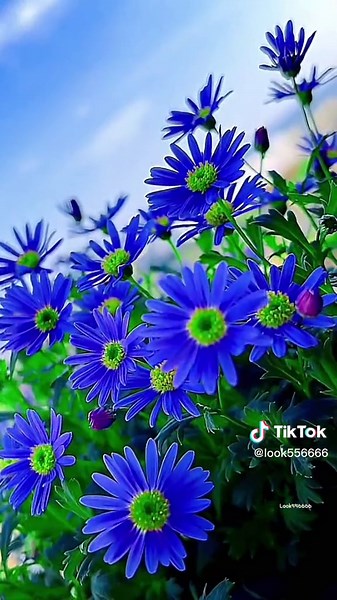 Blue Butterfly Scenery: Beautiful Live Wallpaper Videos