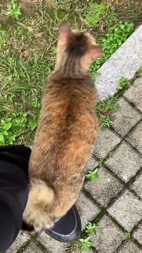 Meow #cat #neko #cutecat #貓 #meow