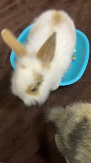 Cute Rabbit Couple Moments 🐰❤️ | Adorable Bunny Love