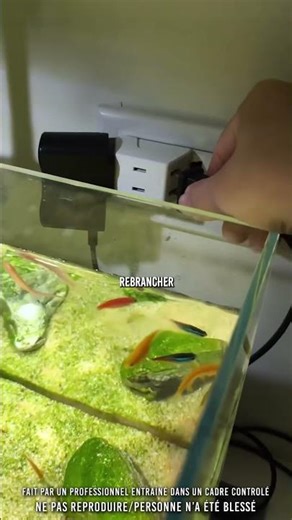 😭 Le poisson feignant…
