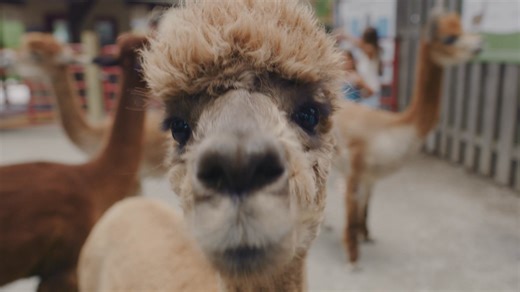 50 reactions · 14 shares | Experience the wild side at Blank Park Zoo, where alpacas strike poses, sea lions show off, and every turn sparks a little wonder. Spin the wheel of curiosity and let the adventure roar to life! | Catch Des Moines | Facebook