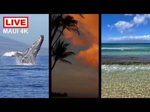 Hawaii Humpback Whale Marine Sanctuary @ Maui Sands