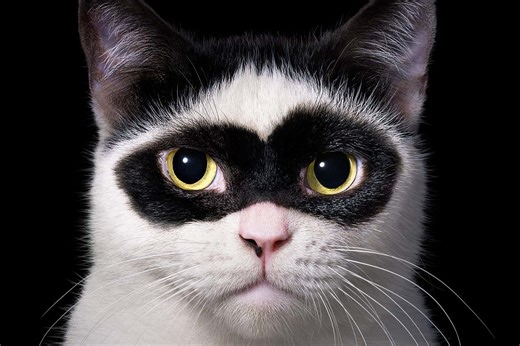 The strange science behind cat cuteness