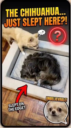 The Chihuahua: System Error 404 (Nap not found) #dogshorts #funnydogs #usadogs #usashorts #funnydogs