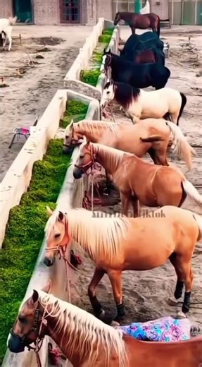 “Inside a Premium Horse Stud Farm – Breeding the Finest Bloodlines!”