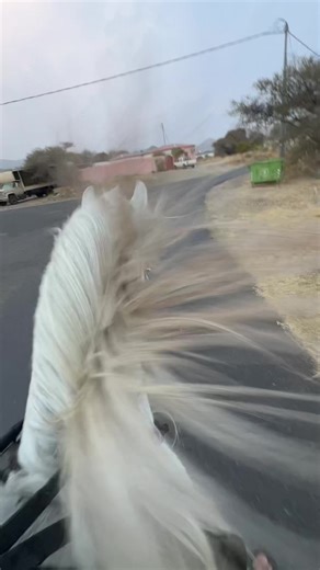 ‏#خيل_وخياله🐎 #اكسبلور #explorepage #explore #الشعب_الصيني_ماله_حل😂😂