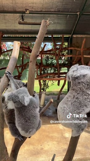 Playful Koala Joeys Enjoy Sun at Caversham Wildlife Park