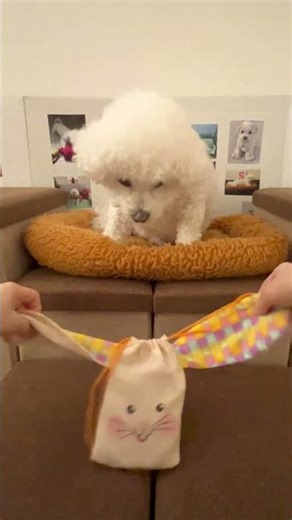 Bichon Frise with funny toy @MyLovelyBichon #mydog #cutedog #bichonfrisepuppy #shorts