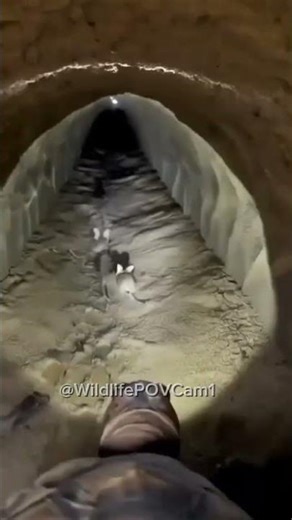 POV: Exploring a Gopher Tortoise Burrow Camera | Hidden Underground Animal World 😯🙀 #shorts