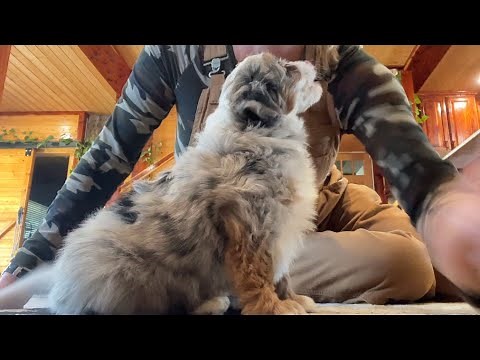 Blue merle female mini Aussie doodle looking for the perfect home! Can ship from Lindsey’s Aussies