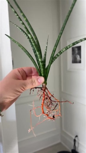 Sansevieria Fernwood 'mikado' Starter Plant: Easy Care Snake Plant - Etsy