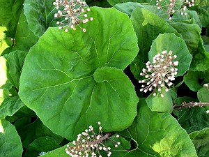 Butterbur: الاستخدامات ، الآثار الجانبية ، التفاعلات ، الجرعة ، والتحذير - الفيتامينات - المكملات الغذائية 2026