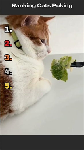Ranking Funny Cats Puking
