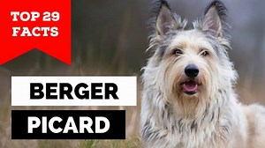 29 Berger Picard Dog Facts!!! Did you know the Berger Picard is one...