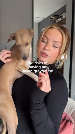 rupert the iggy on Instagram: "Italian Greyhounds are the best dogs… but they definitely come with risks 🫠 Broken bones, unexpected vet visits - it’s just part of owning such a delicate breed. Pet insurance has honestly given me so much peace of mind, especially with Rupert. We’re insured with NAPO Pet Insurance 🐾 Code RUPERT10 gets you 10% off your first year with @napo.pet.insurance #ad"