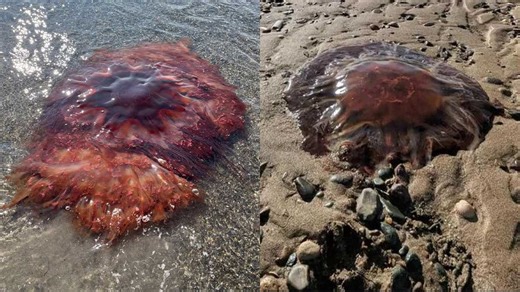 Large jellyfish washing up on Maine beaches: What you need to know
