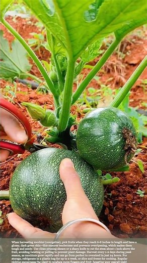 Harvesting Zucchini #smartfarming #gardeningtips #homegrown