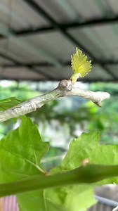4.2K views · 32 reactions | Grafting grapes tree #grapes #plants #4u #vineyard #gardening #diy #grafting | Grafting Examples | Facebook