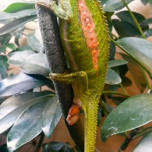 Incredible moment dwarf chameleon gives birth to 27 babies! 😲😍 | MetDaan Animals