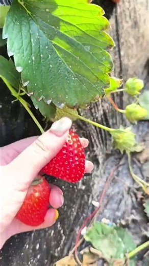 Hand gently picking a ripe strawberry from the plant
