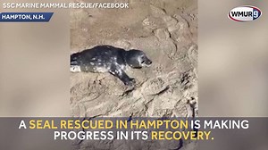SSC Marine Mammal Rescue says "Jones," an abandoned seal rescued in Hampton, is making progress on his road to recovery! Officials said Jones was malnourished and suffering from an infection in one of his flippers: https://goo.gl/fwA6ih | WMUR-TV