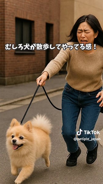 態度がでかい、手加減しらず？ こんな行動されたら飼い主は “子分ポジション”扱いかも😂！？ 完全にボスだと思ってる🐩 あなたのわんこは当てはまる？ #犬のいる生活 #犬のいる暮らし #犬の雑学 #犬の豆知識