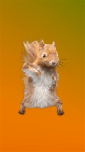 Tutorial dancing squirrel🐿