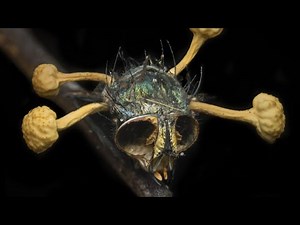 How Accurate is The Last of Us? Cordyceps - The Zombie Fungi