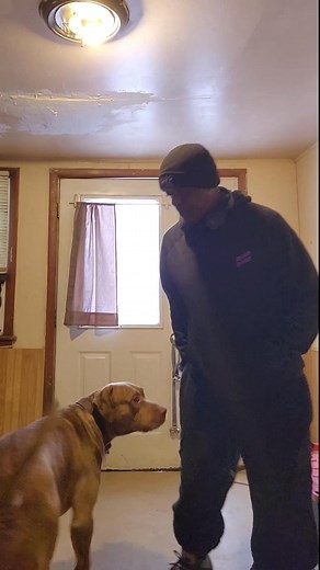 1K views · 25 reactions | THIS DOG IS LABRADOR RETRIEVER INTELLIGENT, GENETICALLY ENGINEERED TO PERFORM MULTIPLE TASK. | Kevin Black | Facebook