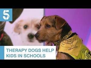 How therapy dogs are helping kids in schools | 5 News