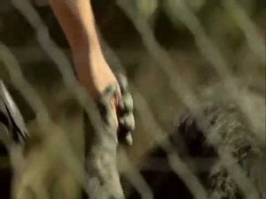 Escape to Chimp Eden