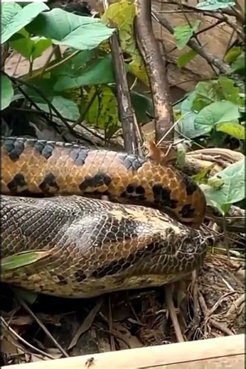 Dangerous python on the move #subscribe #wildlife