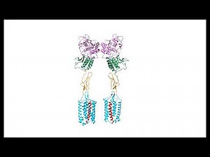 Conformational diversity in class C GPCR positive allosteric modulation, Nat. Commun. 16(619), 2025.