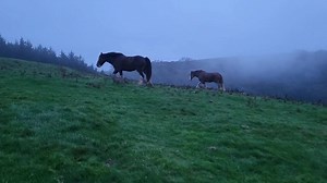 'Horses in the mist' an early evening wander on the farm. Clydesdales Darcy and Charlie and Suffolk Punch Taz are in the hilly field called 'The Bank', one of two grazing areas on Baystone Bank itself, after which the farm is named. It was a very atmospheric walk, the misty light, and darkness arrived so quickly. How....HOW!!!...is it already autumn, the dark evenings are on their way, what tosh.😏 Anyhow I enjoyed my wander with the dogs and horses, and loved the atmospheric nature of this shor