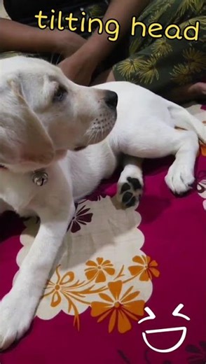 👉 “Puppy Heard Something Strange 😱 | Kiwi’s Funniest reaction