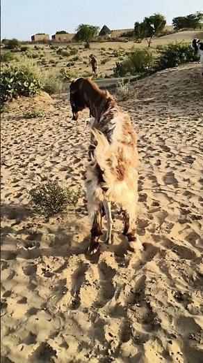 Educational Farm Video: Goat Care and Rural Farm Life 🐐🌿#goat#desert #shorts