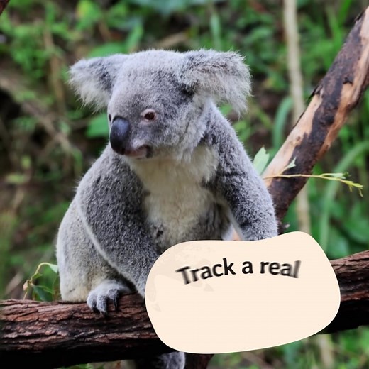 111 reactions · 40 shares | Track a Koala with every bracelet! Follow a real koala on an exclusive 3D tracking map! Learn your koala's name & get photos ✨Reveal exclusive stats & updates along the way | Fahlo | Facebook