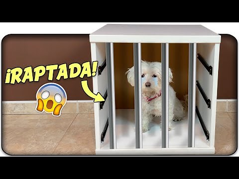 RAPTAN a Mi PERRO! NO ENCUENTRO a Dasha!😱🐶 Anima Dogs
