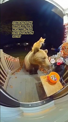Animals Steal Halloween Candy Caught on Camera!