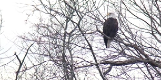Bald eagle in Maine heard making call: What the national bird sounds like may surprise you
