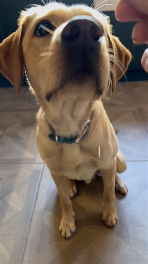 Lennox eating challenge part 2. Dogs eating food asmr